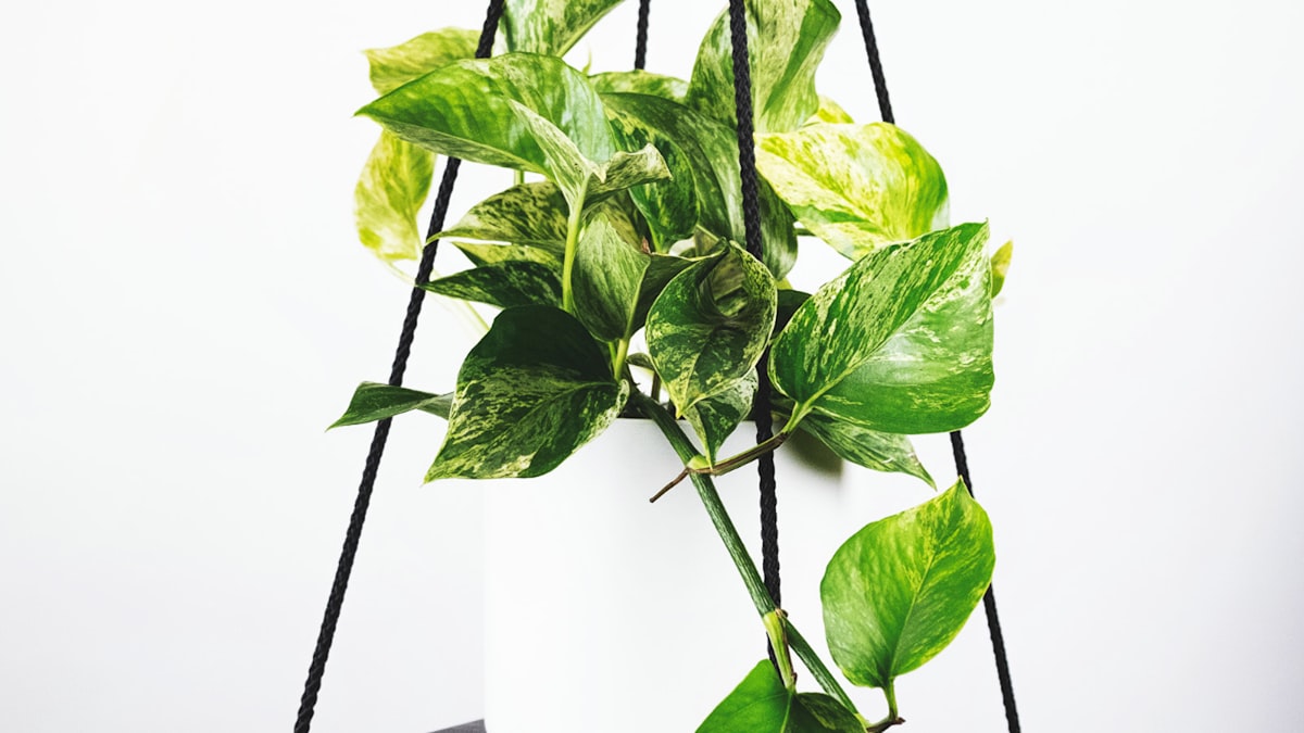 2026世界杯主直播信号预览图 - 足球场全景，等待比赛开始